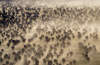 Buffalo herd