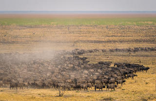 Buffalo herd