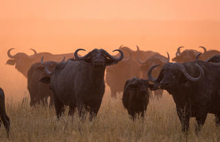 Buffalo at sunset