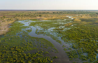 Aerial view of Mababe Marsh