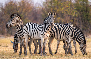 Plains zebra