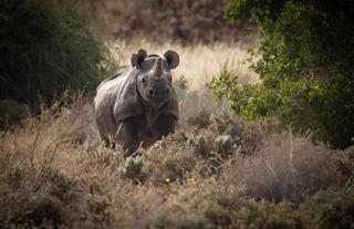 Full Day Rhino TRacking