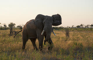 Atzaró Okavango Camp