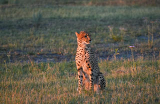 Atzaró Okavango Camp