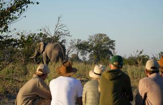 Walking Safari