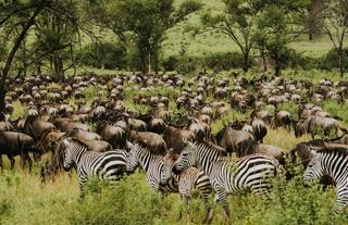 Wilderness Usawa Serengeti