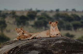 Wilderness Usawa Serengeti