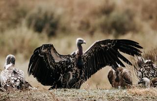 Wilderness Usawa Serengeti