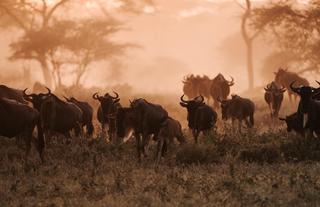 Wilderness Usawa Serengeti