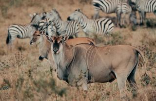 Wilderness Usawa Serengeti