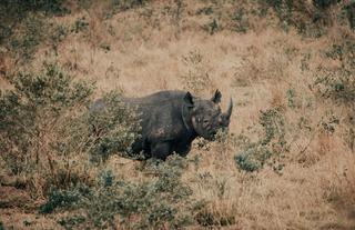 Wilderness Usawa Serengeti