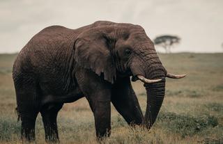 Wilderness Usawa Serengeti
