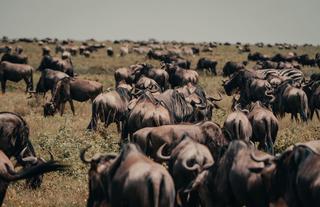 Wilderness Usawa Serengeti