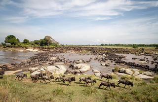Wilderness Usawa Serengeti