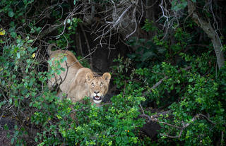 Wilderness Usawa Serengeti