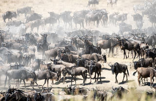 Wilderness Usawa Serengeti