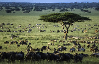 Wilderness Usawa Serengeti