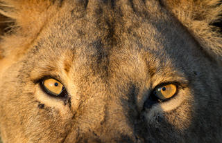 Wilderness Usawa Serengeti