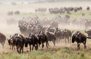 Wilderness Usawa Serengeti