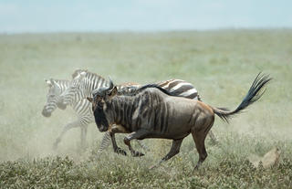 Wilderness Usawa Serengeti