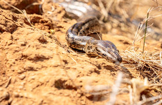 Hlane Royal National Park - Ndlovu Camp