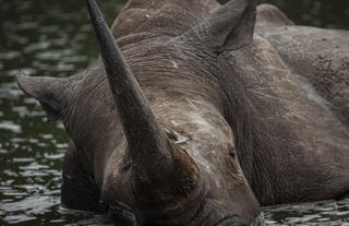 Mkhaya Game Reserve - Stone Camp