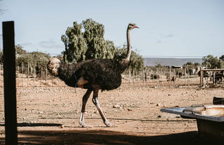 Ostrich Farm Tours 