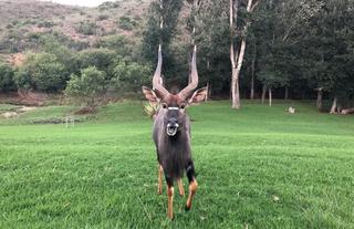 Nyala 