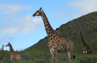 Giraffes 