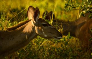 Kudu females from Camp