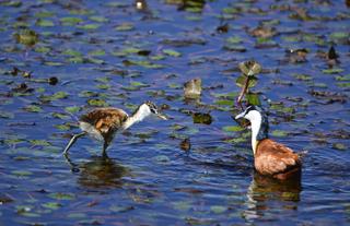 Intimate sightings on Sitatunga's Edge