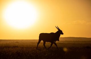 Mara Expedition Camp - Eland