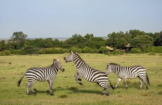 Mara Expedition Camp - Zebra