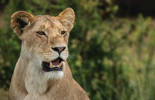 Mara Expedition Camp - Lion