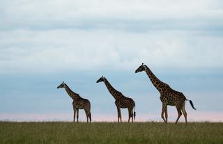 Mara Expedition Camp - Giraffe