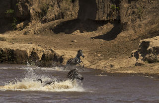 Zebra Crossing the Mara