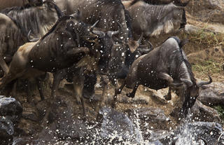 Wildebeest Migration Crossing the Mara River