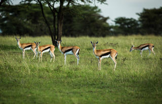 Gazelle in the Maasai Mara