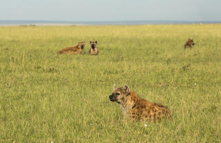 Hyena Near Mara Expedition Camp