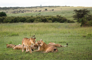 Lions in the Mara