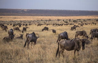 Wildebeest During the Migration
