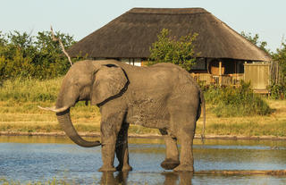 All rooms have views of the lodge waterhole