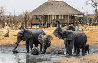 Elephants at waterhole