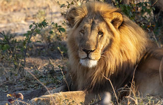 Chief of the Nehimba pride