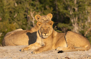 Youngsters of the Nehimba pride