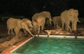 Elephant drinking from the swimming pool!