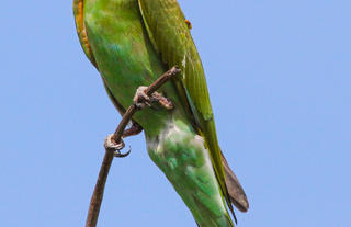 Blue cheeked bee eater