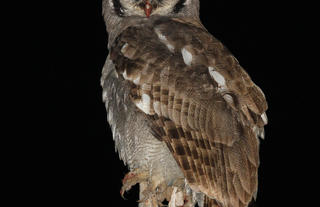 Verreax Eagle Owl