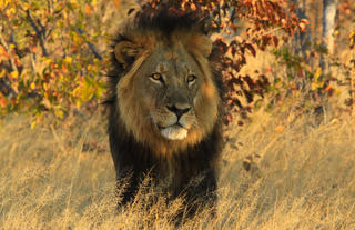 Male lion on a game drive