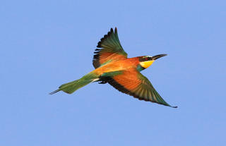 Over 400 bird species in Hwange National Park